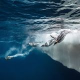 Adélie, Laurent Ballesta