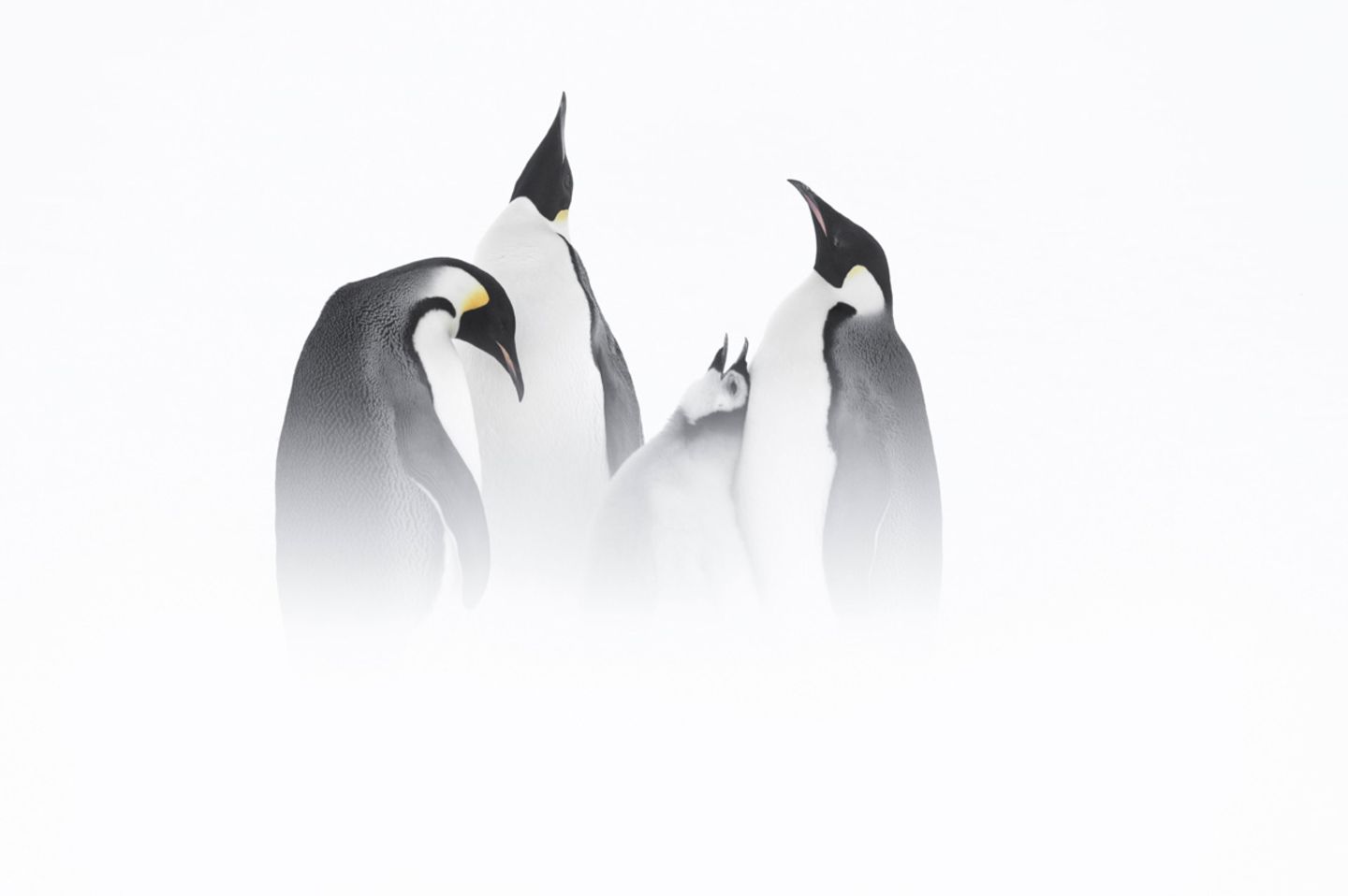 Pinguine, Eisland