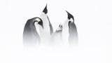 Pinguine, Eisland
