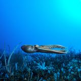 Eismeer, Laurent Ballesta