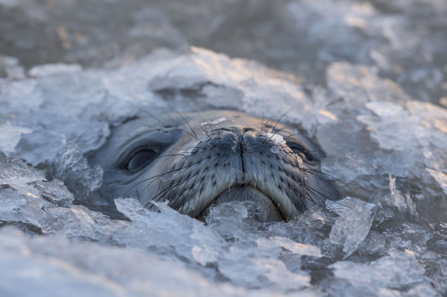 Eisland, Vincent Munier