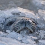 Eisland, Vincent Munier