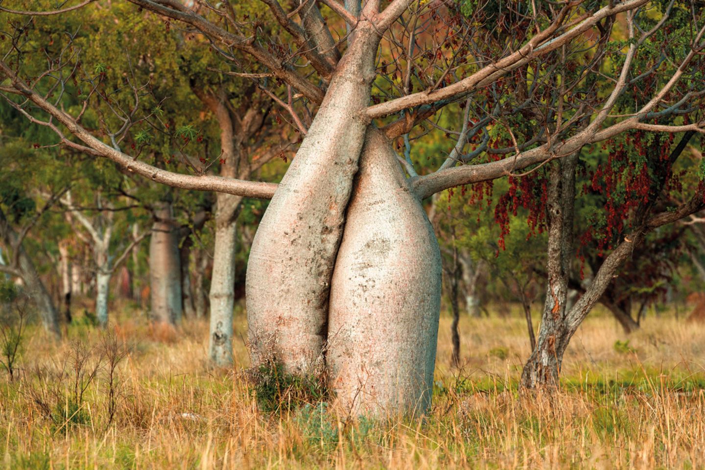 Boabs (Adansonia gregorii)