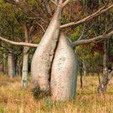 Boabs (Adansonia gregorii)