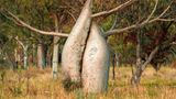 Boabs (Adansonia gregorii)