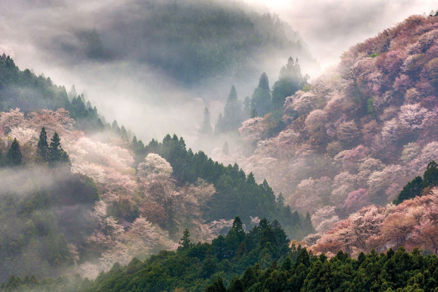 Kirschbäume (Prunus sp.) in voller Blüte auf den Yoshinobergen, Nara, Japan