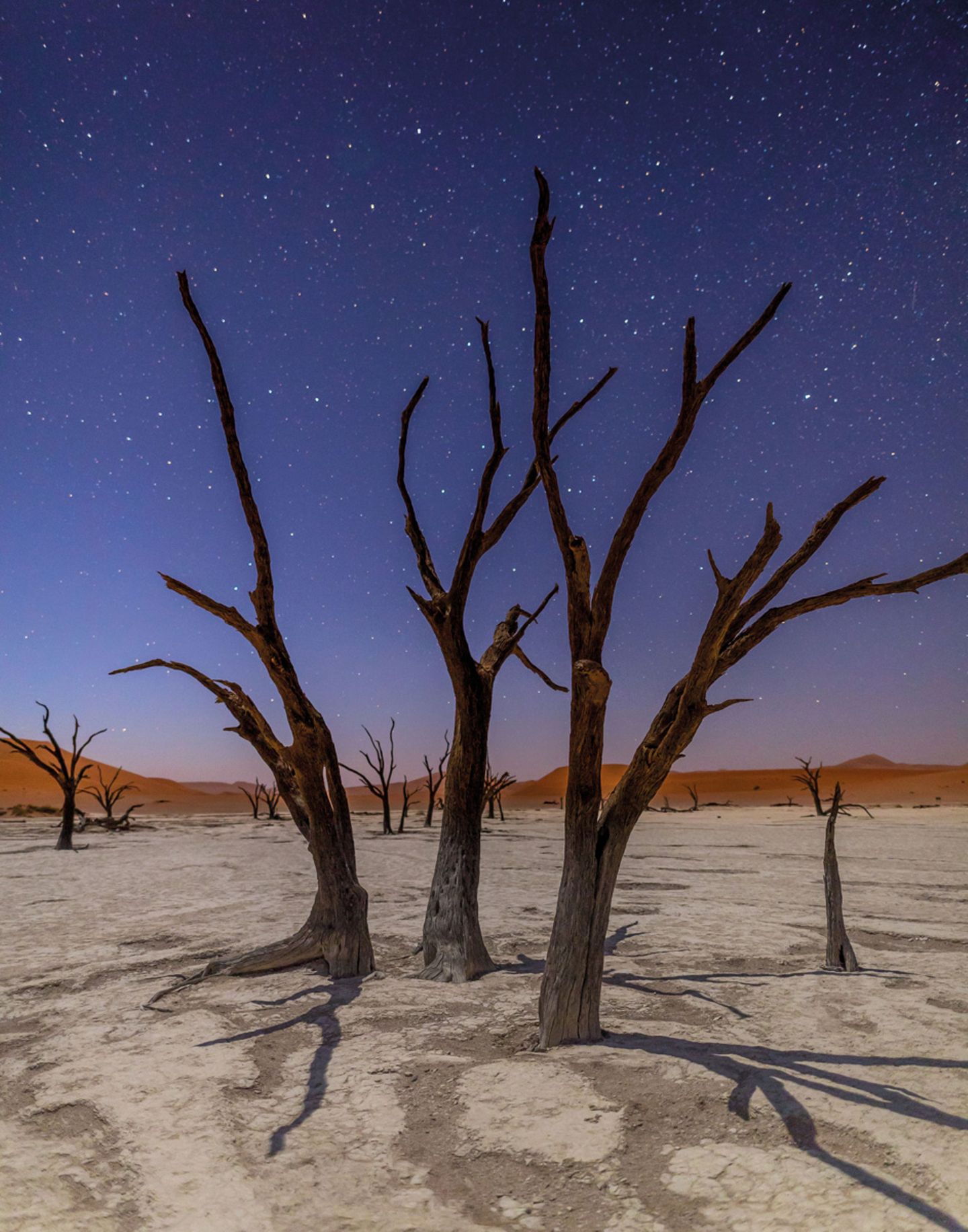 Sterne über versteinerten Kameldornbäumen (Vachellia erioloba), Deadvlei, Namib-Naukluft National Park, Namibia