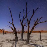 Sterne über versteinerten Kameldornbäumen (Vachellia erioloba), Deadvlei, Namib-Naukluft National Park, Namibia