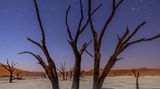 Sterne über versteinerten Kameldornbäumen (Vachellia erioloba), Deadvlei, Namib-Naukluft National Park, Namibia
