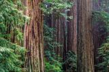 Küstenmammutbäume (Sequoia sempervirens), Redwood National Park, Kalifornien, USA
