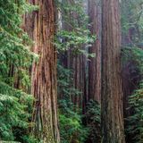 Küstenmammutbäume (Sequoia sempervirens), Redwood National Park, Kalifornien, USA