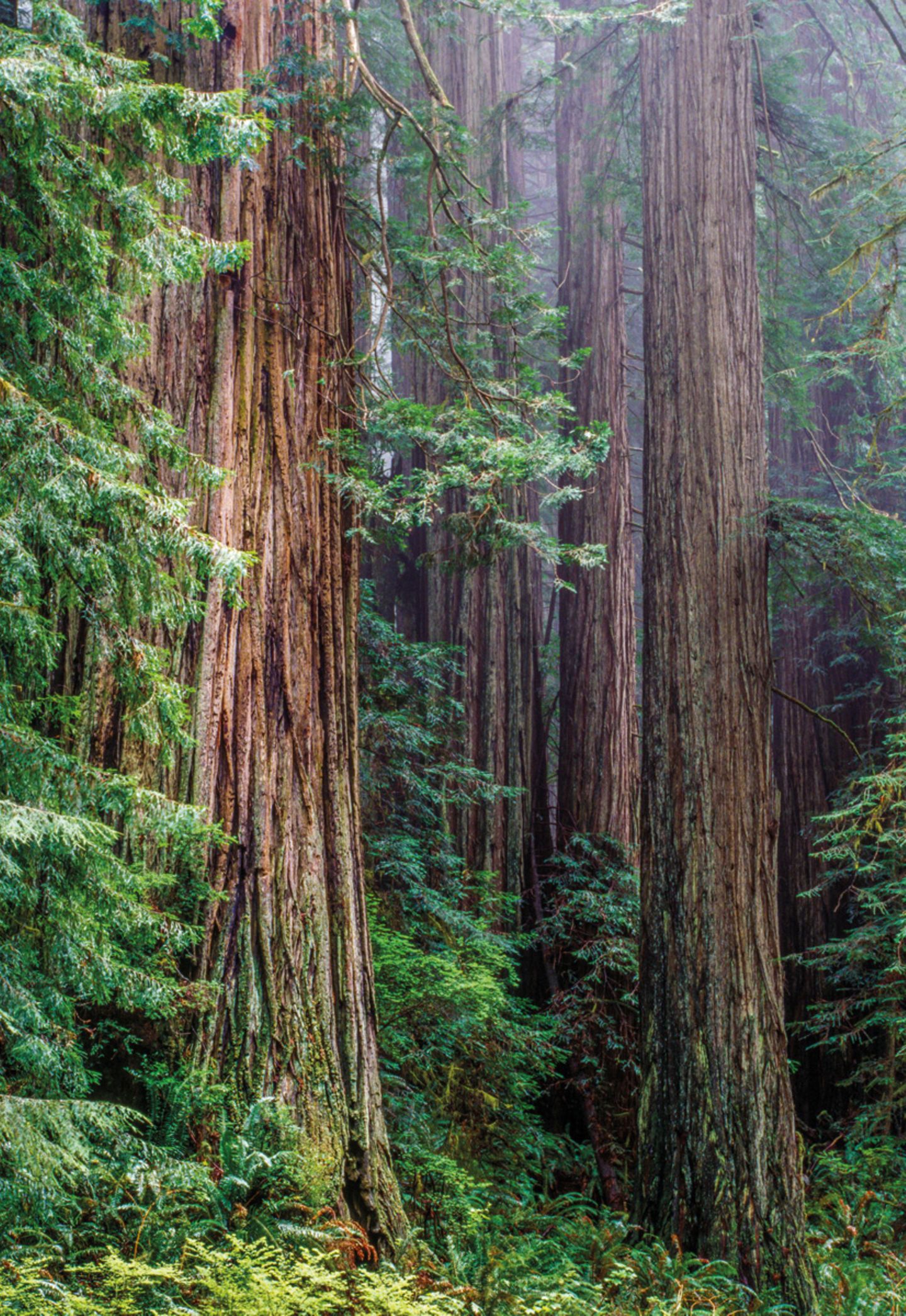 Küstenmammutbäume (Sequoia sempervirens), Redwood National Park, Kalifornien, USA