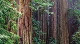 Küstenmammutbäume (Sequoia sempervirens), Redwood National Park, Kalifornien, USA