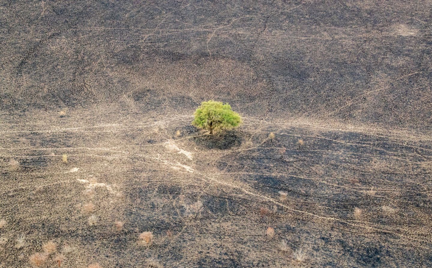 Einsame Akazie (Vachellia sp.), Zakouma National Park, Tschad