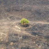 Einsame Akazie (Vachellia sp.), Zakouma National Park, Tschad