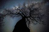 Ein Baobab (Adansonia digitata) streckt sich der Milchstraße entgegen, Mana Pools National Park, Simbabwe