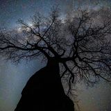 Ein Baobab (Adansonia digitata) streckt sich der Milchstraße entgegen, Mana Pools National Park, Simbabwe