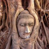 Buddha in einem Banyan (Ficus sp.), Wat Mahathat, Ayutthaya, Thailand