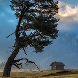 Eine Gemeine Fichte (Picea abies), gebeugt vom kalten Wind in den Dolomiten, Italien