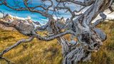 Verdrehte und verbrannte Buchenstümpfe (Nothofagus sp.) vor dem Paine-Massiv, Torres-del-Paine-Nationalpark, Chile