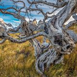 Verdrehte und verbrannte Buchenstümpfe (Nothofagus sp.) vor dem Paine-Massiv, Torres-del-Paine-Nationalpark, Chile