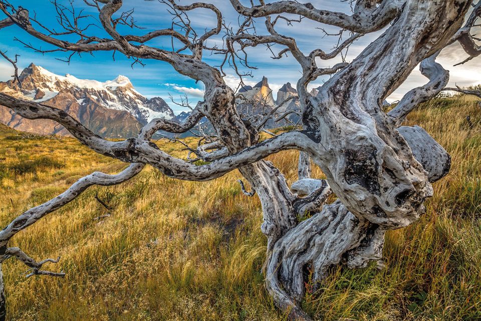 Verdrehte und verbrannte Buchenstümpfe (Nothofagus sp.) vor dem Paine-Massiv, Torres-del-Paine-Nationalpark, Chile