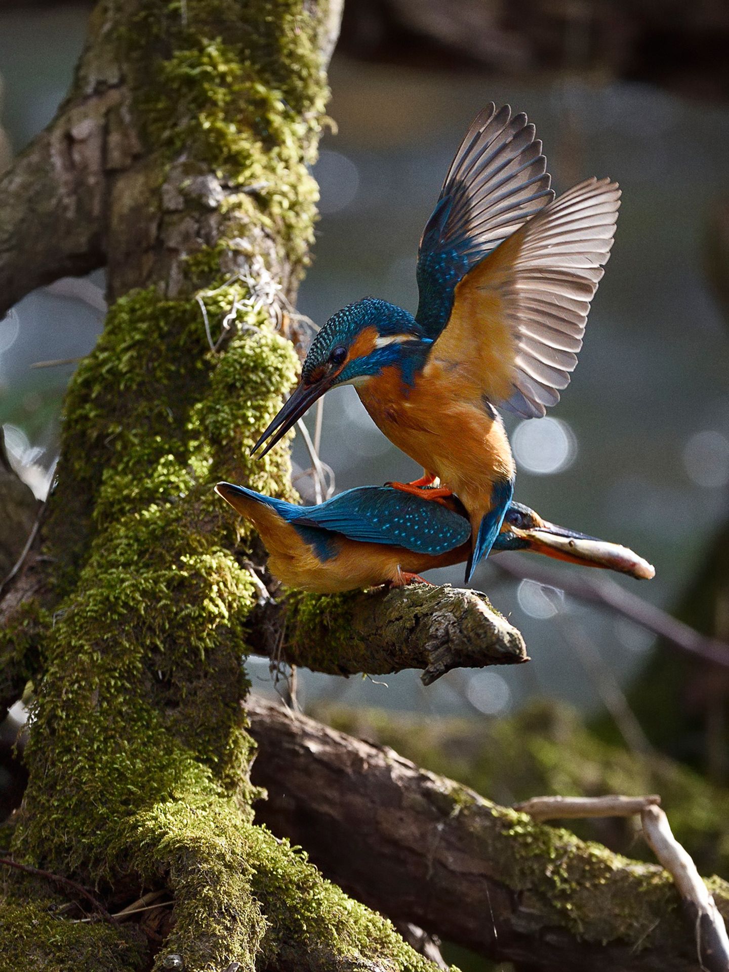 GEO Leserfoto: Die besten Leserfotos: November 2018 - Bild 4 Eisvogelkopulation