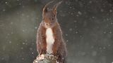 Audren Morel /Wildlife Photographer of the Year/Natural History Museum