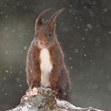 Audren Morel /Wildlife Photographer of the Year/Natural History Museum
