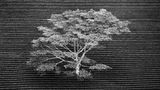 Anna Henly/Wildlife Photographer of the Year/Natural History Museum