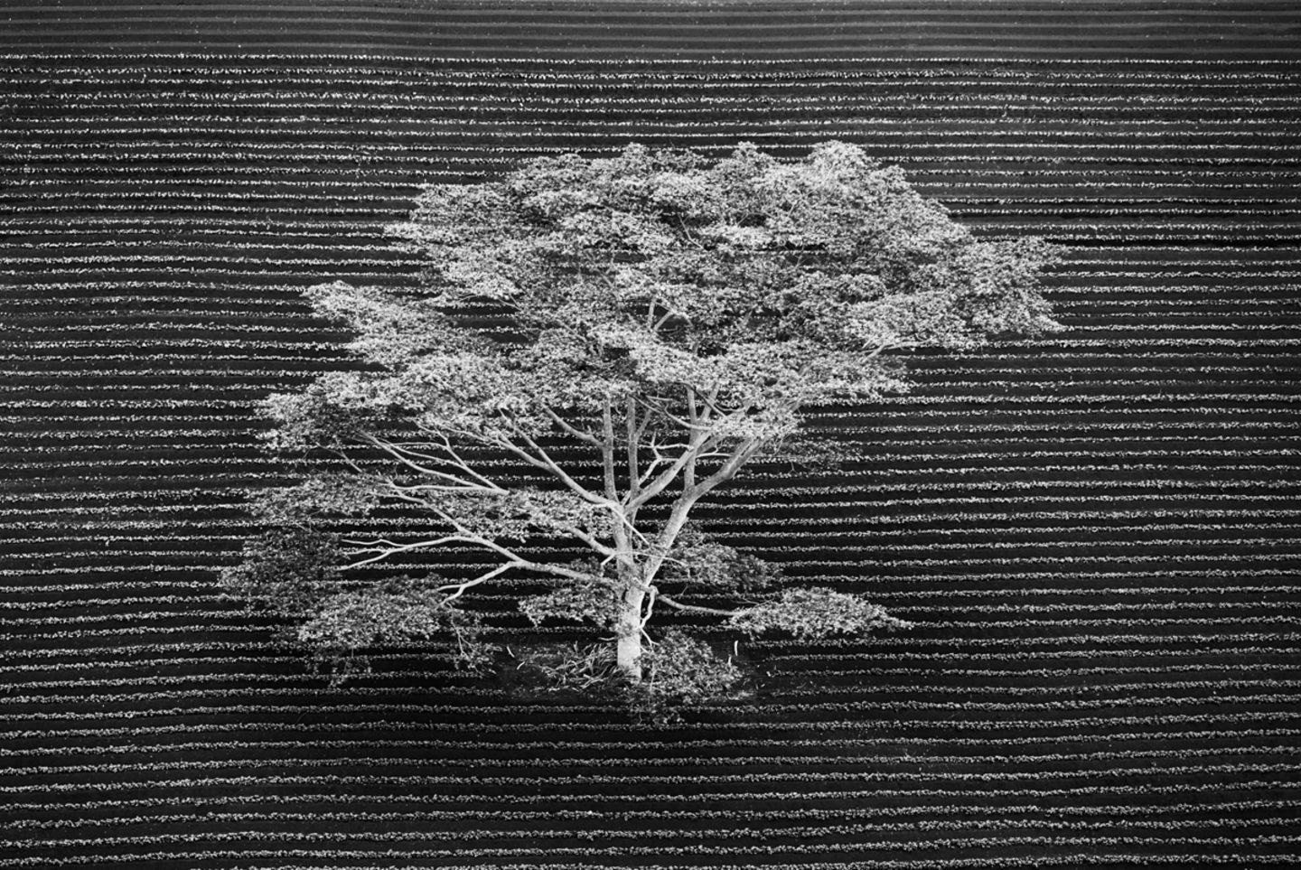 Anna Henly/Wildlife Photographer of the Year/Natural History Museum