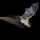 Antonio Leiva Sanchez/Wildlife Photographer of the Year/Natural History Museum