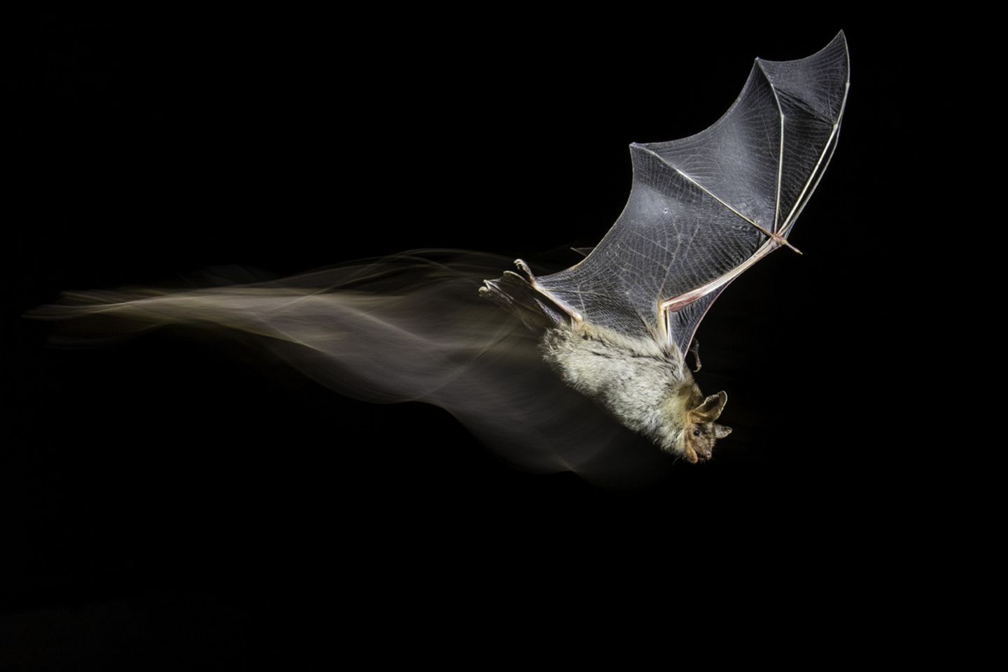 Antonio Leiva Sanchez/Wildlife Photographer of the Year/Natural History Museum