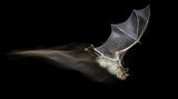 Antonio Leiva Sanchez/Wildlife Photographer of the Year/Natural History Museum