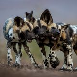 Bence Máté/Wildlife Photographer of the Year/Natural History Museum