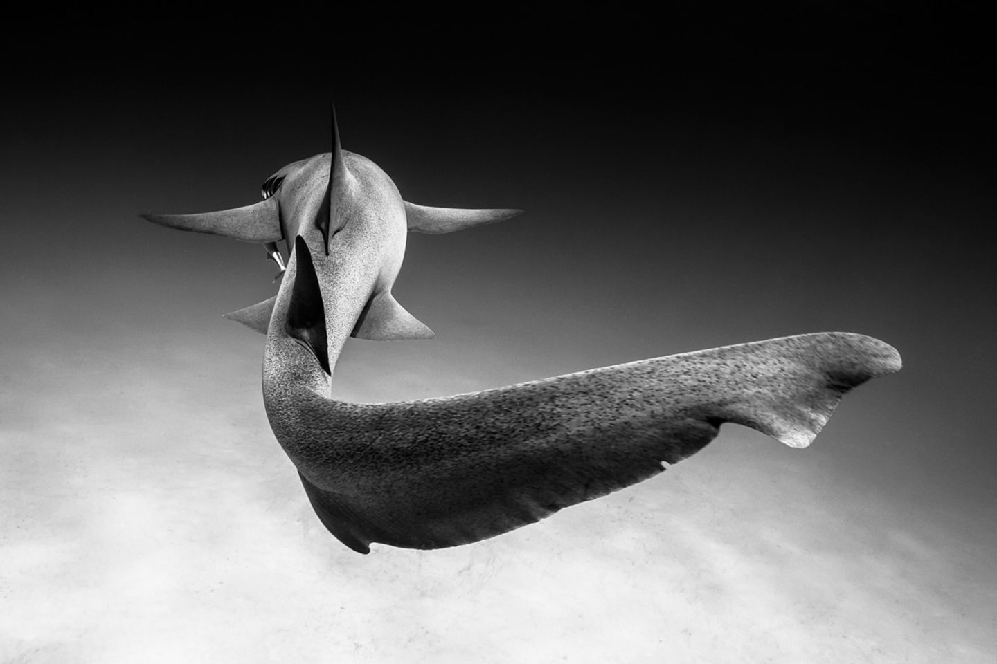 Christian Vizl /Wildlife Photographer of the Year/Natural History Museum