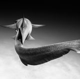 Christian Vizl /Wildlife Photographer of the Year/Natural History Museum