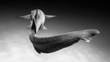 Christian Vizl /Wildlife Photographer of the Year/Natural History Museum