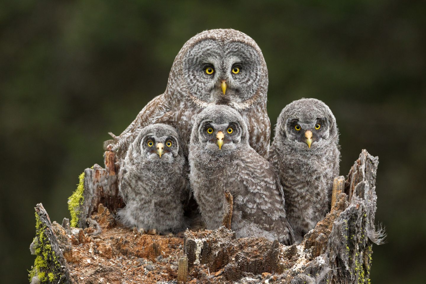 Wildlife Photographer Of The Year 2024 Tourism Legra Elianora