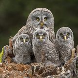 Connor Stefanison/Wildlife Photographer of the Year/Natural History Museum