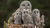 Connor Stefanison/Wildlife Photographer of the Year/Natural History Museum