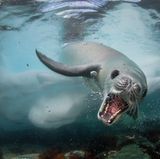 Cristobal Serrano/Wildlife Photographer of the Year/Natural History Museum