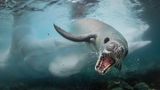 Cristobal Serrano/Wildlife Photographer of the Year/Natural History Museum
