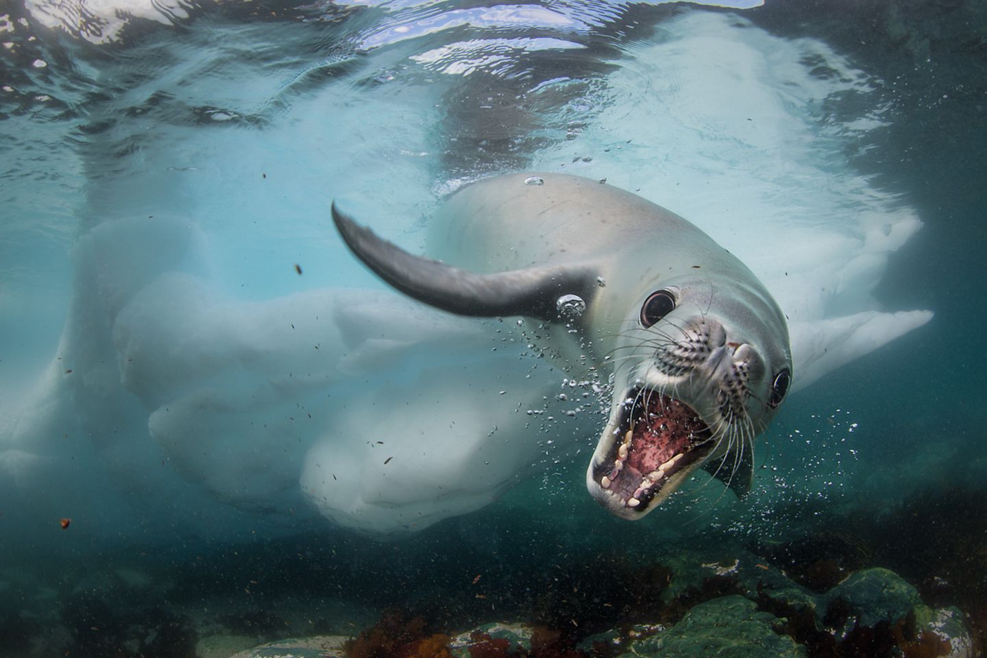 Cristobal Serrano/Wildlife Photographer of the Year/Natural History Museum
