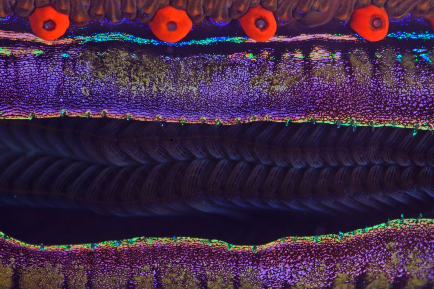 David Barrio/Wildlife Photographer of the Year/Natural History Museum