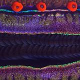 David Barrio/Wildlife Photographer of the Year/Natural History Museum