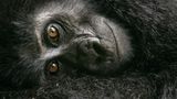 David Lloyd/Wildlife Photographer of the Year/Natural History Museum
