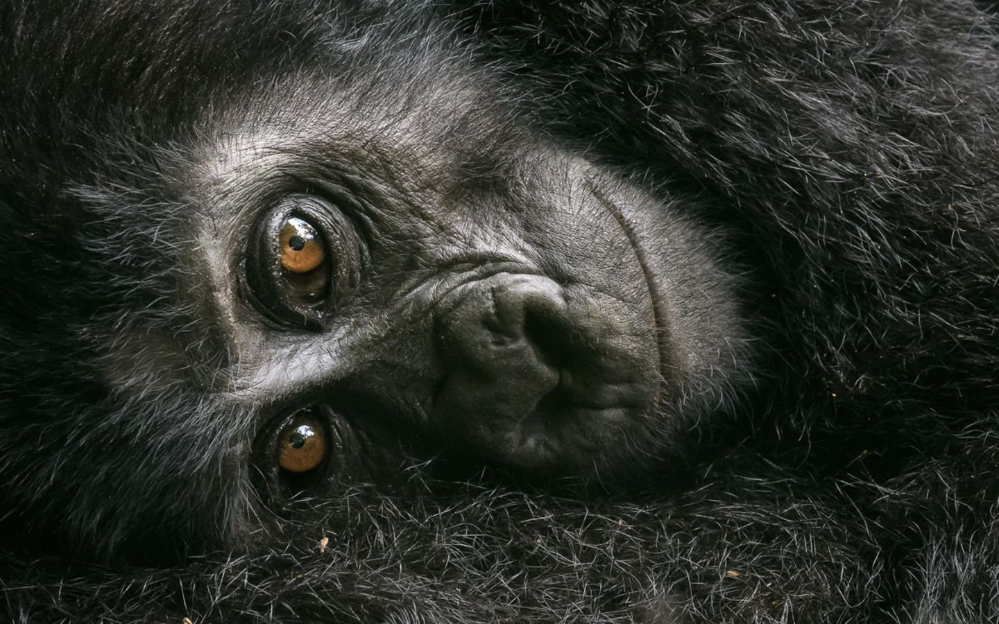 David Lloyd/Wildlife Photographer of the Year/Natural History Museum