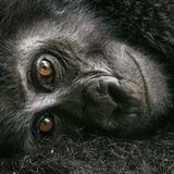 David Lloyd/Wildlife Photographer of the Year/Natural History Museum