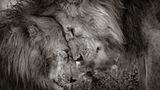 David Lloyd/Wildlife Photographer of the Year/Natural History Museum